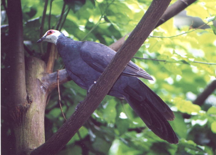 Turacoena manadensis